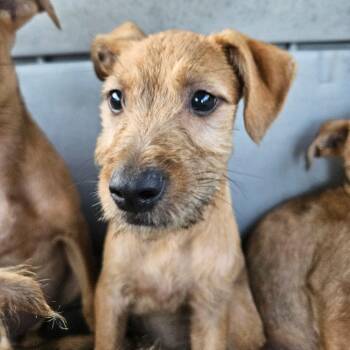Terrier and Mixed Breed Dogs Available for Adoption in Lake Jackson, Texas - Dempsey | PetCurious
