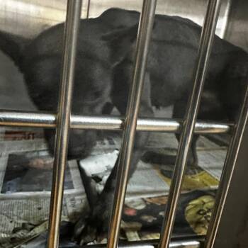 ELM 50 (Lil Blue) (Adoption Sponsored) -  Mixed Breed Dog for Adoption in Gadsden, Alabama - ELM 50 (Lil Blue) (Adoption Sponsored) | PetCurious