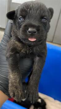 HICKORY -  Mixed Breed Dog for Adoption in Dallas, Texas - HICKORY | PetCurious