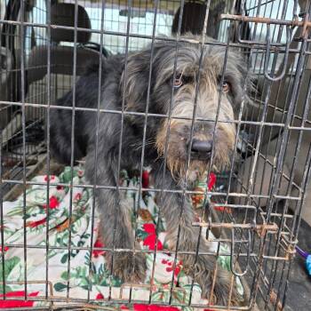 Poodle and German Shepherd Dog Dogs Available for Adoption in Kittanning, Pennsylvania - Birdie (pregnant) OOTS | PetCurious