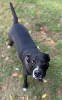 Mixed Breed Dogs Available for Adoption - Baz | PetCurious