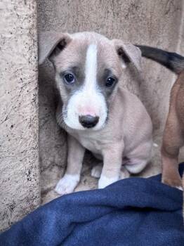 Belgian Shepherd Malinois and Mixed Breed Dogs Available for Adoption in Oklahoma City, Oklahoma - A473957 | PetCurious