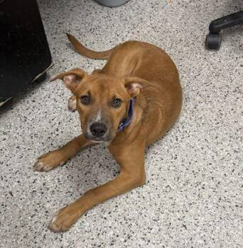 Calabaza -  Mixed Breed Dog for Adoption in Kansas City, Missouri - Calabaza | PetCurious