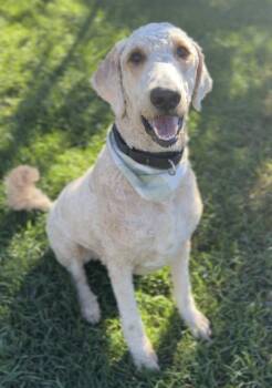 Murphy -  Goldendoodle Dog for Adoption in Bemidji, Minnesota - Murphy | PetCurious