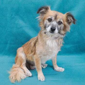 Rescue Chihuahua Dogs for Adoption in Richmond, California - COOKIE | PetCurious