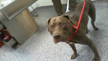 CARL -  Pit Bull Terrier Dog for Adoption in Charlotte, North Carolina - CARL | PetCurious