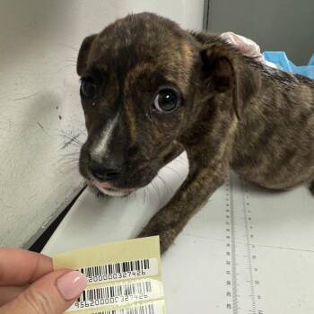 Dumb Blonde -  Mixed Breed Dog for Adoption in Charleston, West Virginia - Dumb Blonde | PetCurious