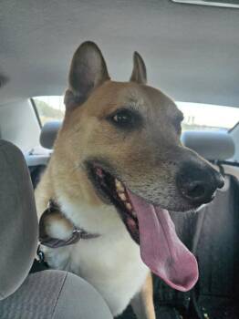 Sabo -  German Shepherd Dog and Australian Cattle Dog Blue Heeler Dog for Adoption in Austin, Texas - Sabo | PetCurious