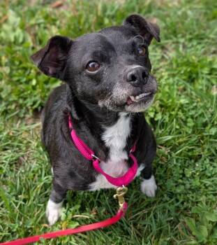 Parsley -  Chihuahua Dog for Adoption in Santa Rosa, California - Parsley | PetCurious