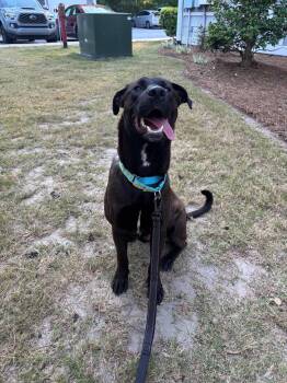 Labrador Retriever Dogs Available for Adoption in Mount Pleasant, South Carolina - Archie | PetCurious