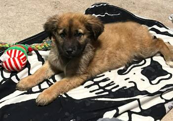Shepherd Dogs Available for Adoption - Misha | PetCurious