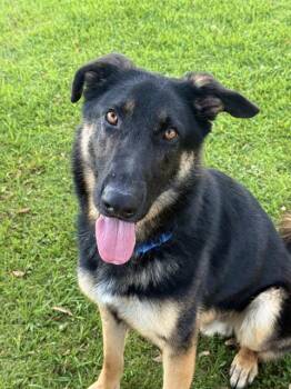 EASTON -  German Shepherd Dog Dog for Adoption in Sugar Land, Texas - EASTON | PetCurious