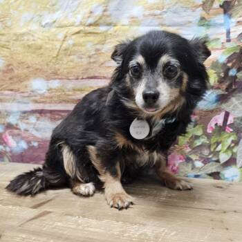 Chihuahua Dogs Available for Adoption in Normal, Illinois - Sampson | PetCurious