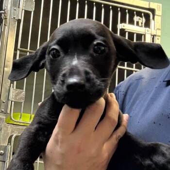 Mixed Breed Dogs Available for Adoption - Louie | PetCurious