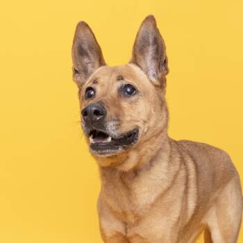 Rescue Mixed Breed Dogs for Adoption in Franklin, Tennessee - Missy | PetCurious