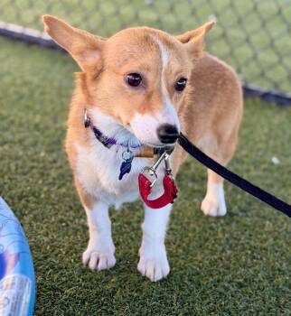 Sheila -  Corgi Dog for Adoption in Columbia, Illinois - Sheila | PetCurious