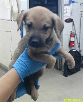 A480709 -  German Shepherd Dog and Labrador Retriever Dog for Adoption in Oklahoma City, Oklahoma - A480709 | PetCurious