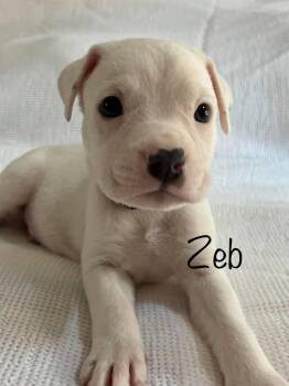 Mixed Breed Dogs Available for Adoption - Zeb | PetCurious