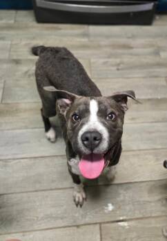 Curly Coated Retriever and American Bulldog Dogs Available for Adoption - Blue Bell | PetCurious