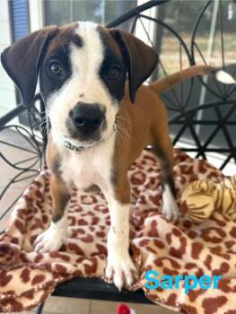 Sarper CS -  Mixed Breed Dog for Adoption in Columbia, Maryland - Sarper CS | PetCurious