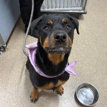 Xena -  Rottweiler and Mixed Breed Dog for Adoption in League City, Texas - Xena | PetCurious