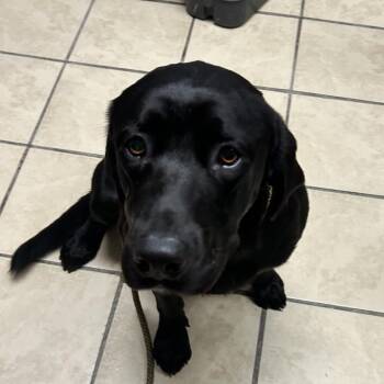 Reeper -  Black Labrador Retriever Dog for Adoption in Newport, North Carolina - Reeper | PetCurious
