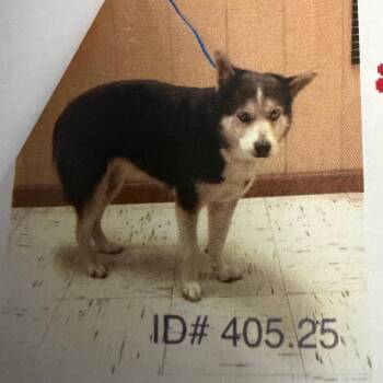 Husky and Mixed Breed Dogs Available for Adoption in Kerrville, Texas - Sasha | PetCurious