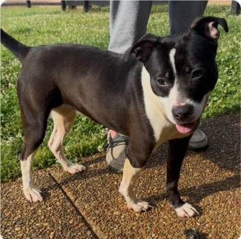 Terrier Dogs Available for Adoption in Bloomfield, Connecticut - Lady Luck | PetCurious