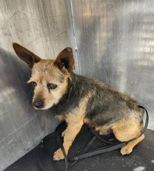 Terrier Dogs Available for Adoption - CHANCHO | PetCurious