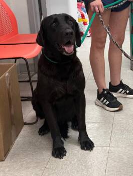 26-0597D -  Labrador Retriever Dog for Adoption in Sorrento, Louisiana - 26-0597D | PetCurious