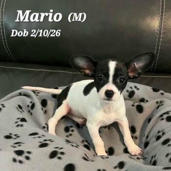 Mario -  Chihuahua Dog for Adoption in Clayton, California - Mario | PetCurious