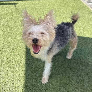 Terrier and Mixed Breed Dogs Available for Adoption in Hawthorne, California - Cubby | PetCurious
