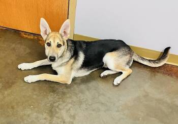 German Shepherd Dog Dogs Available for Adoption in Council Bluffs, Iowa - Penny | PetCurious