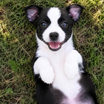 Tank -  Chihuahua and Terrier Dog for Adoption in Humble, Texas - Tank | PetCurious