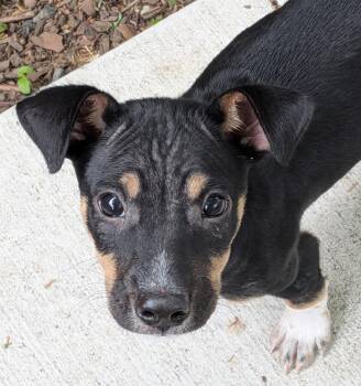 Jake -  Rat Terrier Dog Available for Adoption in Gloucester Township, New Jersey - Jake | PetCurious