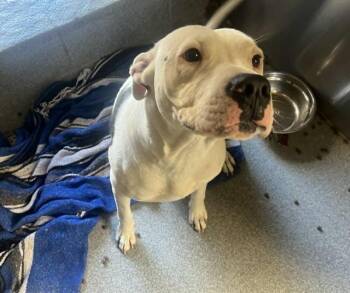 Pit Bull Terrier Dogs Available for Adoption in Tustin, California - VANILLA BEAN | PetCurious