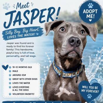 Jasper -  American Staffordshire Terrier Dog for Adoption in Enterprise, Alabama - Jasper | PetCurious