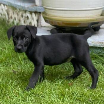 Honey Honey 2825 -  Mixed Breed Dog for Adoption in Springboro, Ohio - Honey Honey 2825 | PetCurious