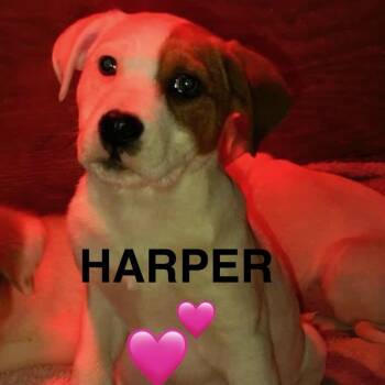 Labrador Retriever and Australian Shepherd Dogs Available for Adoption - Harper | PetCurious