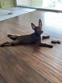 Licorice Lovely -  Chihuahua and Terrier Dog for Adoption in Saugus, Massachusetts - Licorice Lovely | PetCurious