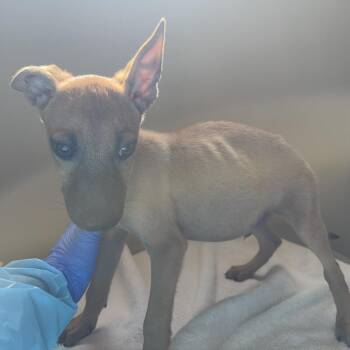 Martin -  Shepherd Dog for Adoption in Pasadena, California - Martin | PetCurious
