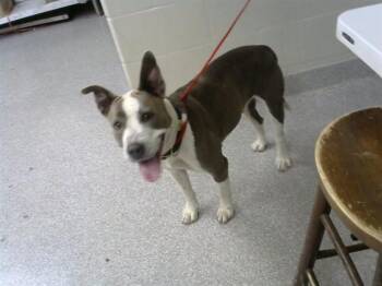 Staffordshire Bull Terrier and Mixed Breed Dogs Available for Adoption in Pasadena, Texas - A184251 | PetCurious