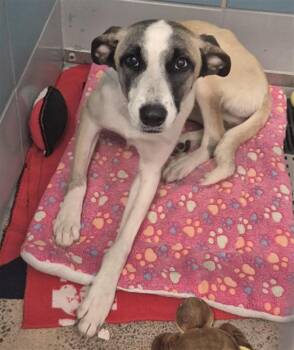 Anatolian Shepherd and Mixed Breed Dogs Available for Adoption - WANDA | PetCurious