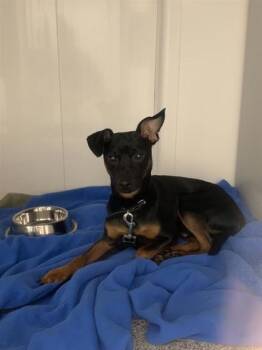 Chase -  Mixed Breed Dog Available for Adoption in Montreal, Quebec - Chase | PetCurious