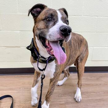 Chance -  Cane Corso and Boxer Dog for Adoption in Lyndhurst, Virginia - Chance | PetCurious