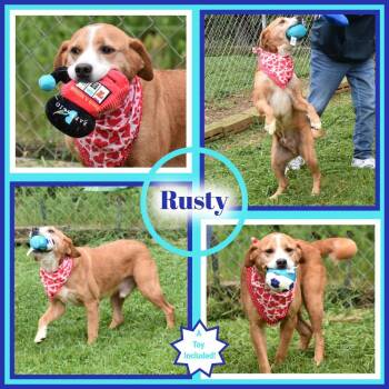 Rusty -  Australian Cattle Dog Blue Heeler Dog for Adoption in Wedowee, Alabama - Rusty | PetCurious