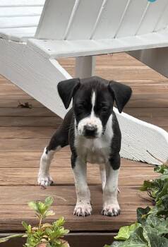 Reba -  Labrador Retriever and American Staffordshire Terrier Dog for Adoption in Willingboro, New Jersey - Reba | PetCurious