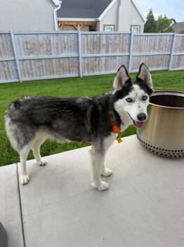 Dolly Parton -  Husky Dog for Adoption in Salt Lake City, Utah - Dolly Parton | PetCurious