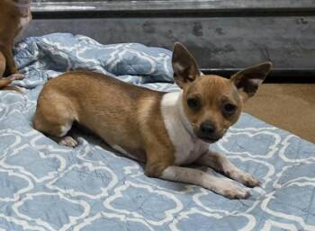 Chihuahua Dogs Available for Adoption in Martinez, California - TIGERLILY | PetCurious