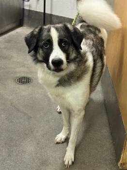 IRON MAN -  Collie and Mixed Breed Dog for Adoption - IRON MAN | PetCurious